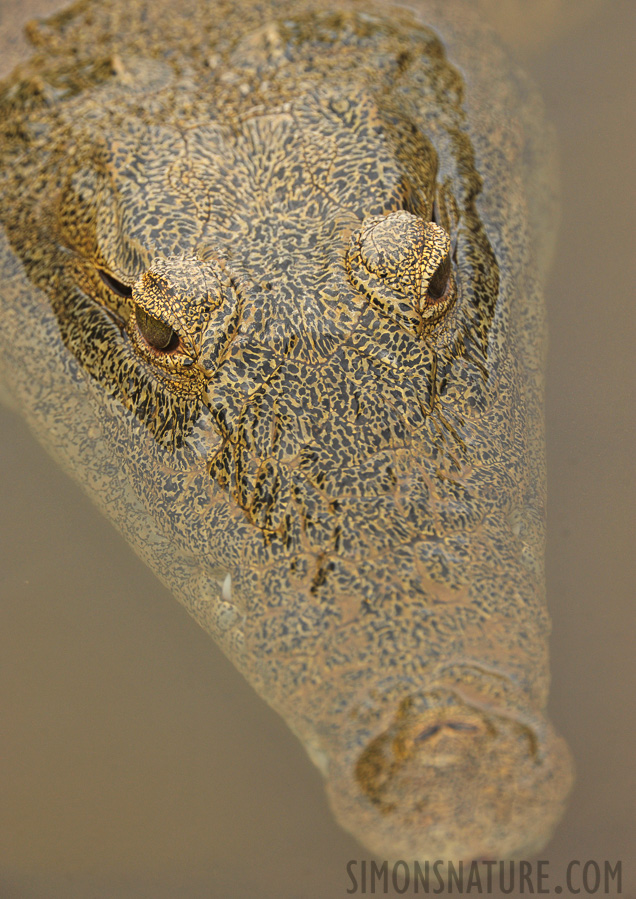 Crocodylus niloticus cowiei [550 mm, 1/500 Sek. bei f / 8.0, ISO 1600]